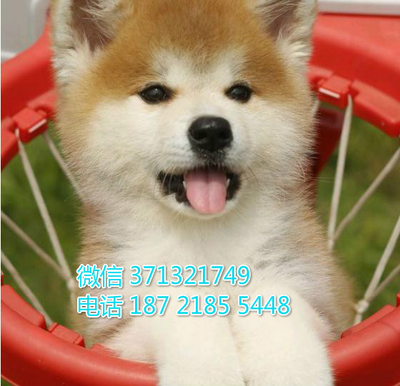 秋田犬出售纯种 杭州秋田犬出售 杭州犬舍狗场