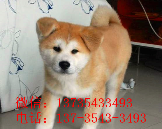 玉溪宠物狗犬舍出售秋田犬宠物狗市场买狗卖狗在哪