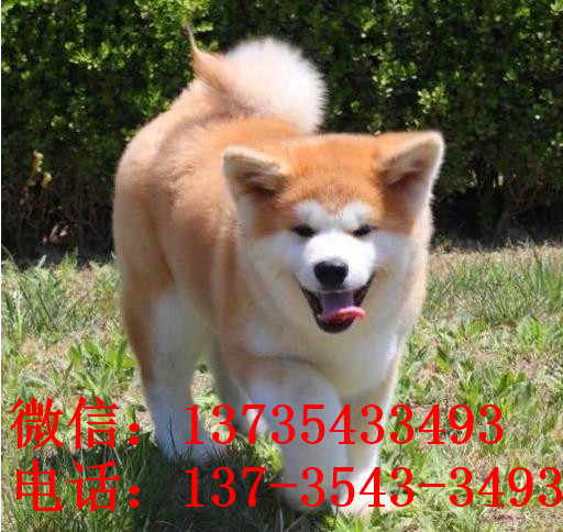 沈阳宠物狗狗犬舍出售纯种秋田犬幼犬活体狗狗领养