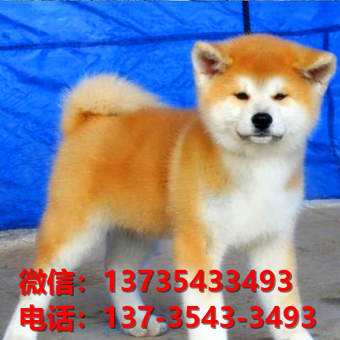 延安宠物狗犬舍出售纯种秋田犬 正宗秋田哪里有卖狗