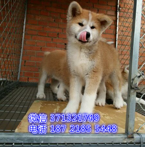 秋田犬出售纯种幼犬 日本秋田 北京犬舍出售秋田犬