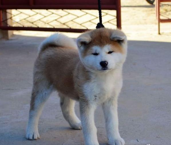 成都宠物狗犬舍出售纯种秋田犬 哪里有宠物狗