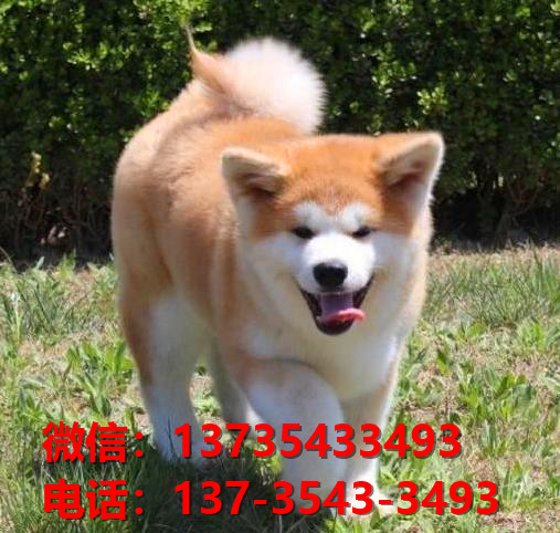 大连宠物狗犬舍出售纯种秋田犬 哪里有宠物狗市场在哪买狗