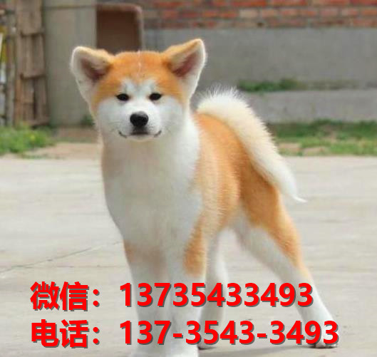 大连宠物狗犬舍出售纯种秋田犬 哪里有宠物狗