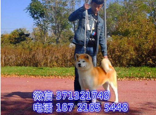 沈阳狗场出售 秋田犬幼犬 沈阳犬舍在哪里 特价宠物狗
