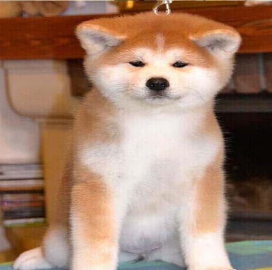 杭州秋田犬出售宠物狗市场在哪 哪里有狗买卖