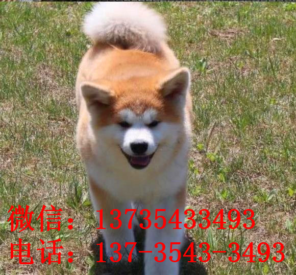 长春宠物狗狗犬舍出售纯种秋田犬幼犬活体狗狗领养