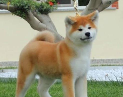 温州宠物狗狗犬舍出售纯种秋田犬幼犬活体狗狗