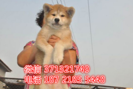 哈尔滨犬舍出售 秋田犬狗狗幼犬 哈尔滨哪里有狗场