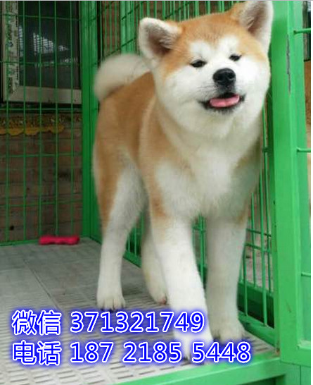 秋田犬出售纯种 ，日本秋田犬，忠诚 厦门犬舍出售