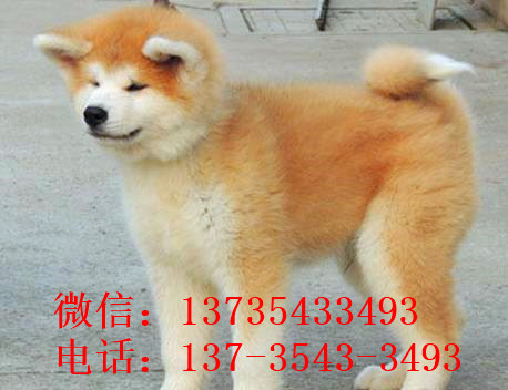 合肥宠物狗狗犬舍出售纯种秋田犬幼犬活体狗狗领养