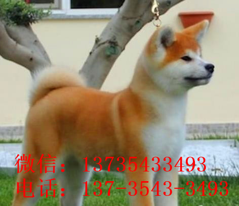 宁波宠物狗狗犬舍出售纯种秋田犬幼犬活体狗狗领养