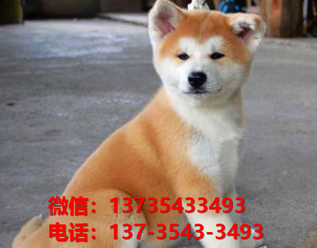 北京宠物狗犬舍出售纯种秋田犬 正宗秋田哪里