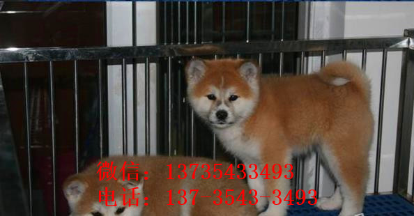 玉溪宠物狗犬舍出售秋田犬宠物狗市场买狗卖狗在哪