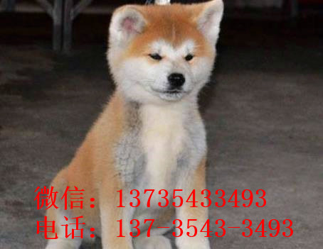 大连宠物狗狗犬舍出售纯种秋田犬幼犬活体狗狗领养
