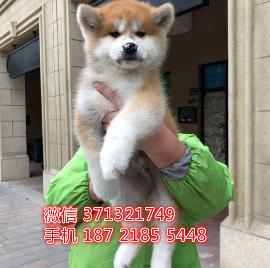 秋田犬出售纯种 杭州秋田犬狗狗 杭州犬舍在哪