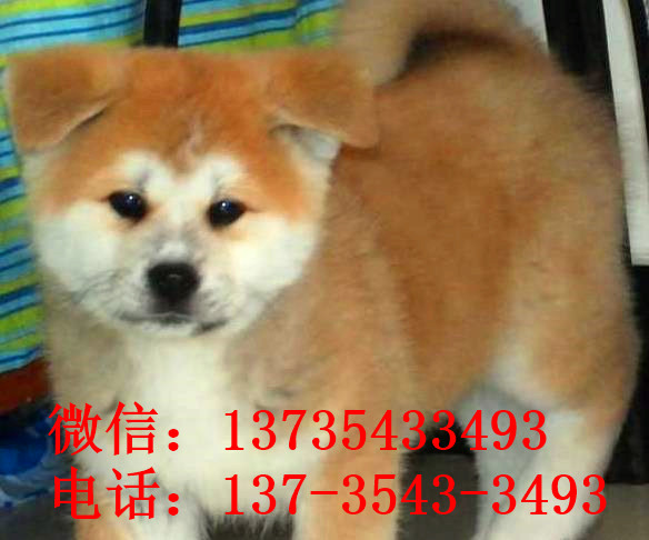 佛山宠物狗犬舍出售秋田犬宠物狗市场买狗卖狗在哪