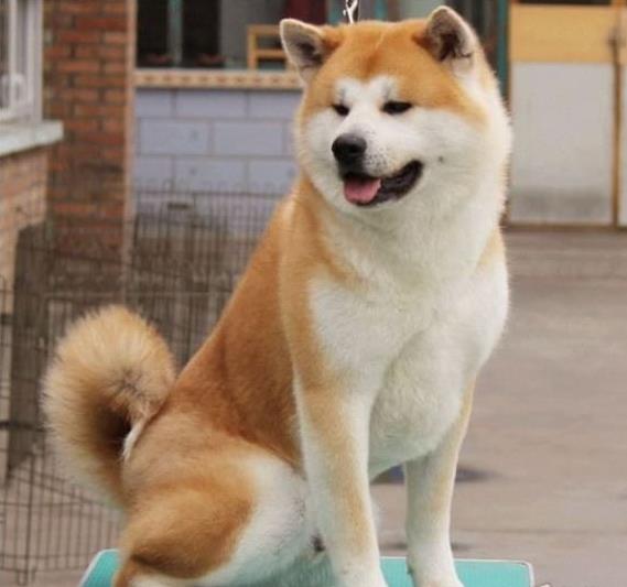 合肥秋田犬舍出售宠物狗狗 哪里有狗卖 狗市在