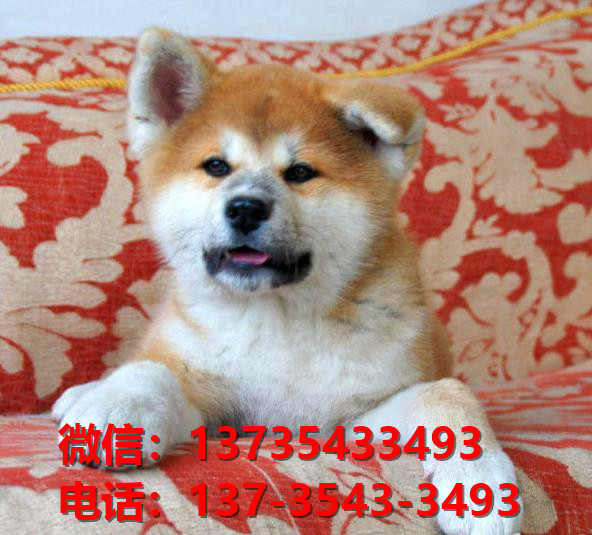 成都宠物狗犬舍出售纯种秋田犬 哪里有宠物狗市场在哪买狗