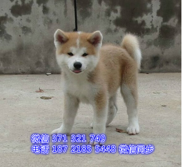 沈阳特价 秋田犬狗狗出售 沈阳宠物狗狗在哪里