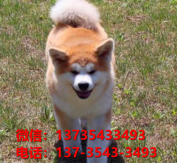 延安宠物狗犬舍出售纯种秋田犬 正宗秋田哪里有卖狗