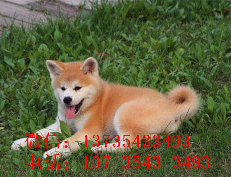 大连宠物狗狗犬舍出售纯种秋田犬幼犬活体狗狗领养