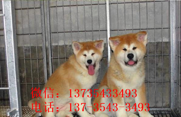 佛山宠物狗犬舍出售秋田犬宠物狗市场买狗卖狗在哪
