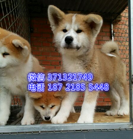 秋田犬出售纯种幼犬 日本秋田 北京犬舍出售秋田犬