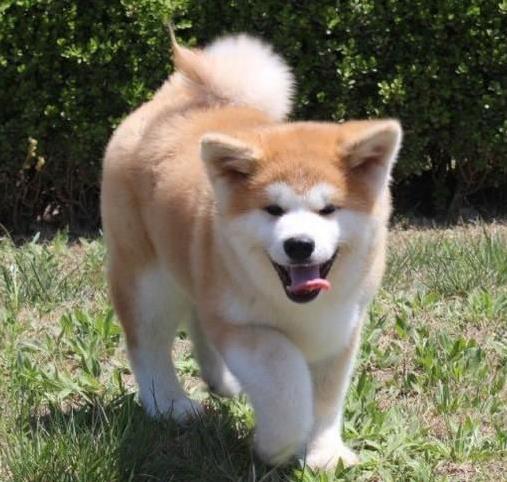 延安宠物狗犬舍出售纯种秋田犬 正宗秋田哪里