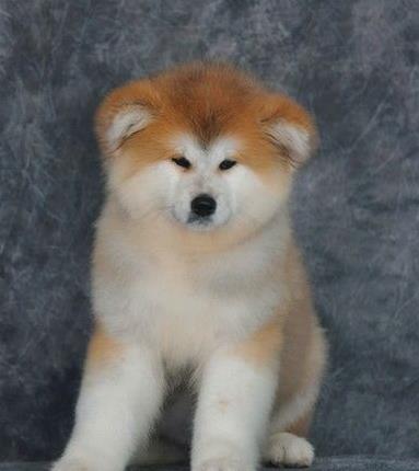 北京宠物狗狗犬舍出售纯种秋田犬幼犬活体狗狗