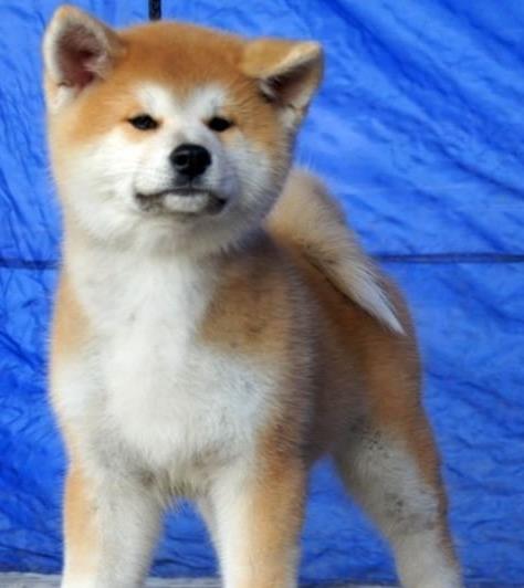 长沙秋田犬出售宠物狗市场在哪 哪里有狗买卖