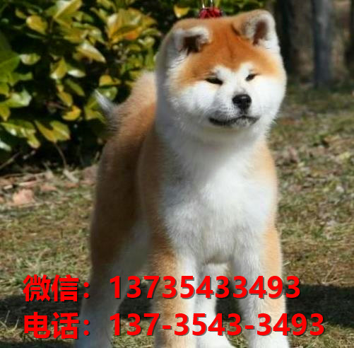 厦门宠物狗狗犬舍出售纯种秋田犬活体宠物狗市