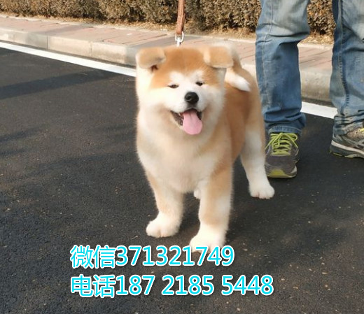 成都狗狗 秋田出售纯种幼犬成都狗场繁殖