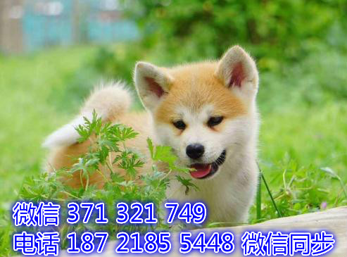 大连宠物狗狗 秋田犬纯种幼犬 大连犬舍狗场批