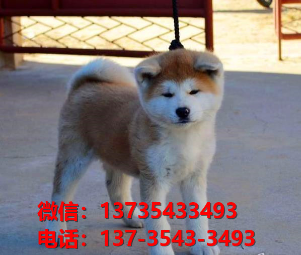 成都宠物狗犬舍出售纯种秋田犬宠物狗市场在哪里卖狗哪里有狗狗领养