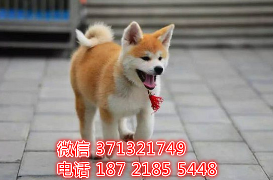 长沙宠物 秋田犬出售纯种幼犬 长沙狗场在哪里