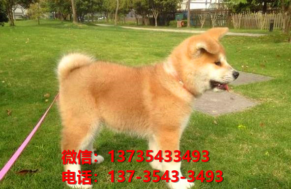 纯种秋田犬出售 长沙宠物狗犬舍领养宠物狗市场在哪里卖狗买狗