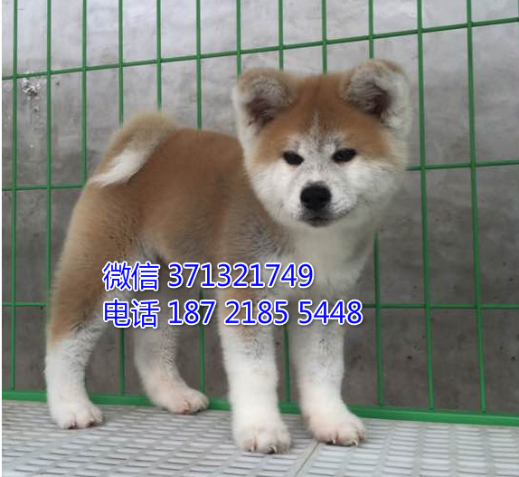 沈阳狗狗 秋田出售纯种幼犬 特价宠物狗狗