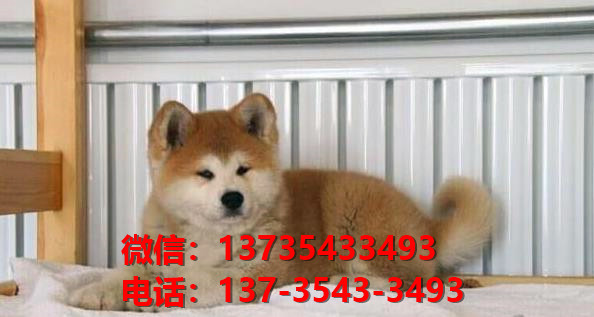 沈阳犬舍出售纯种秋田犬宠物狗市场在哪卖狗 网上哪里有狗买