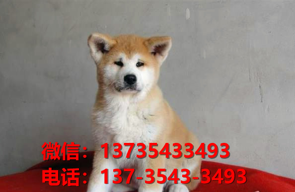 厦门犬舍出售纯种秋田犬宠物狗市场在哪卖狗 网上哪里有狗买