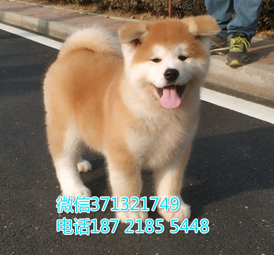 成都狗狗 秋田出售纯种幼犬成都狗场繁殖