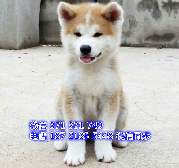 长沙狗狗 秋田犬出售纯种幼犬 长沙犬舍 全国发货
