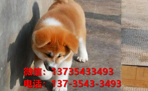 合肥犬舍出售纯种秋田犬宠物狗市场在哪卖狗 