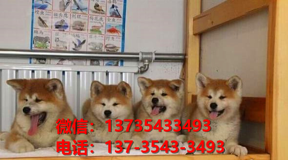 纯种秋田犬幼犬 大连犬舍宠物狗狗市场在哪里买狗卖狗地方