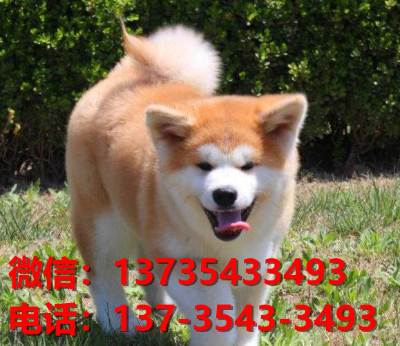 北京犬舍出售纯种秋田犬宠物狗市场在哪卖狗 网上哪里有狗买