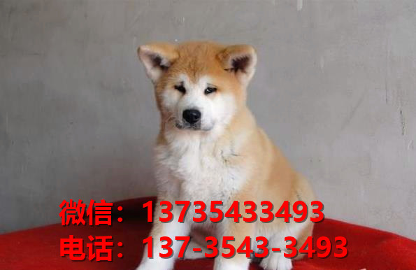 厦门犬舍出售纯种秋田犬宠物狗市场在哪卖狗 网上哪里有狗买