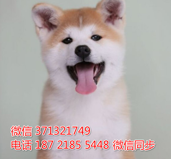 合肥犬舍 宠物狗狗 秋田犬出售 合肥狗场繁殖