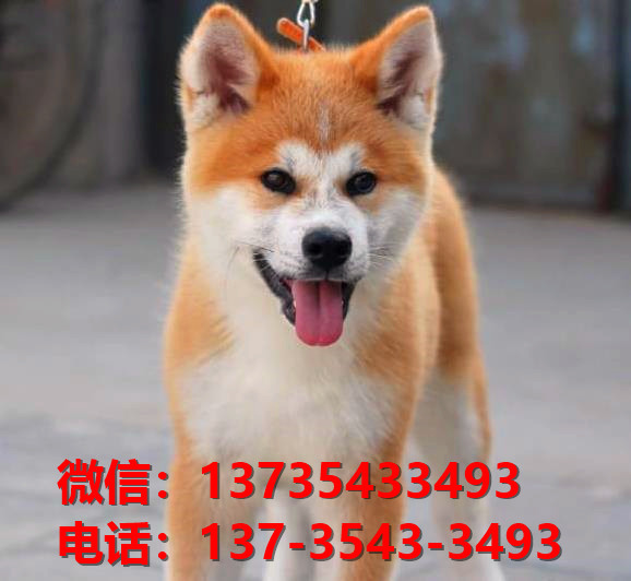 纯种秋田犬出售 长沙宠物狗犬舍领养宠物狗市场在哪里卖狗买狗