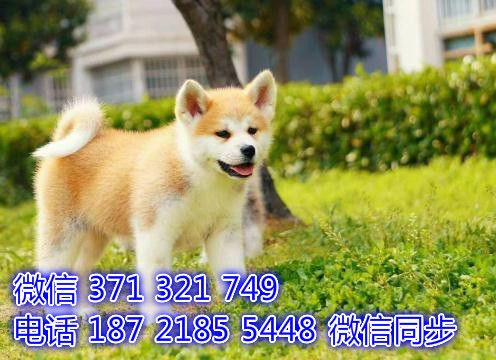 哈尔滨宠物狗狗 秋田犬出售 哈尔滨狗场繁殖 特价