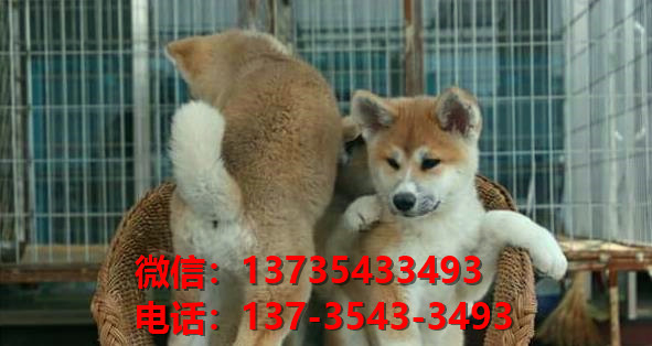 沈阳犬舍出售纯种秋田犬宠物狗市场在哪卖狗 网上哪里有狗买